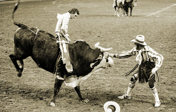 Clown distracts bull