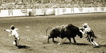 Clown distracts bull