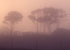 Dawn mist link