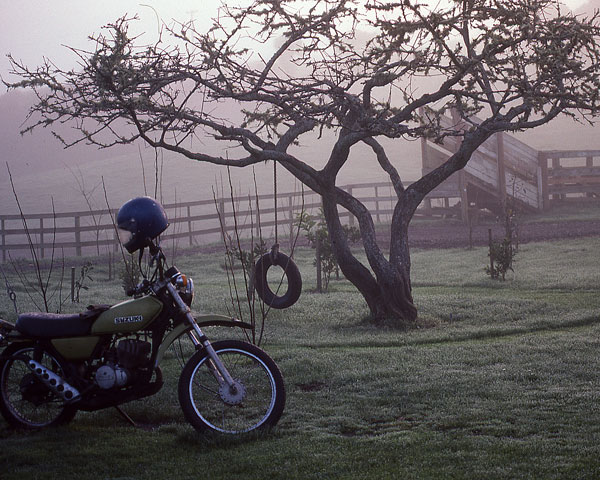 Suzuki & tree