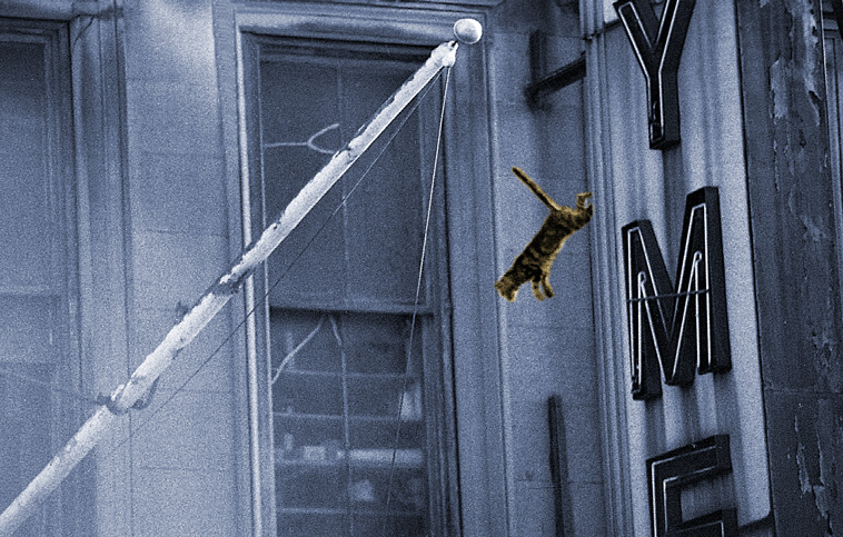 Cat jumpiing