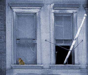 Cat sitting on windowsill